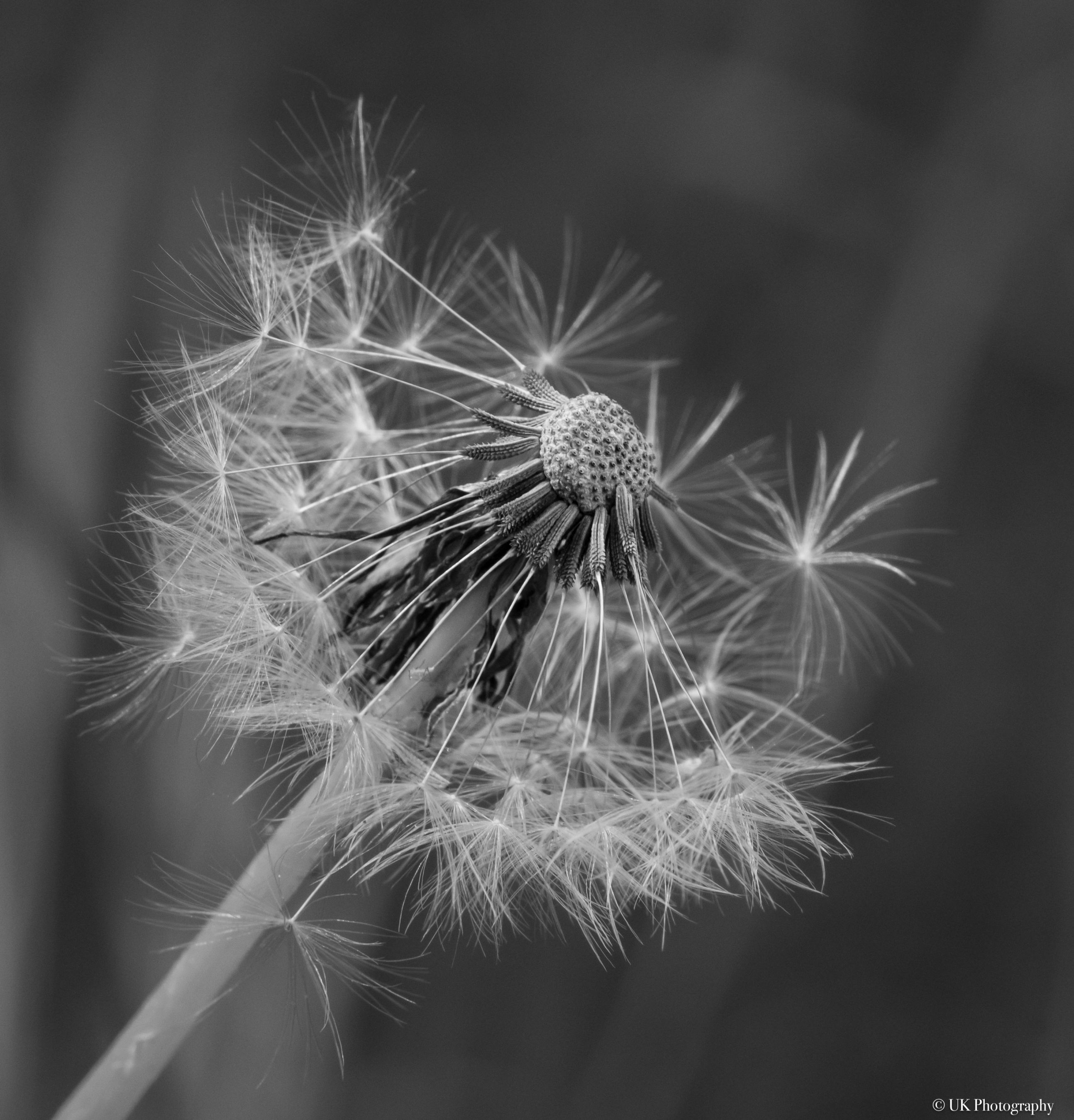 Pusteblume 1